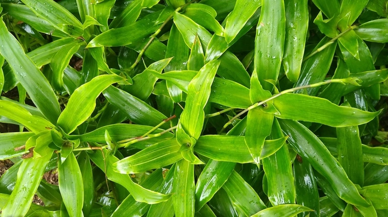 Kem lá lược vàng: Công dụng, cách dùng và những điều cần biết